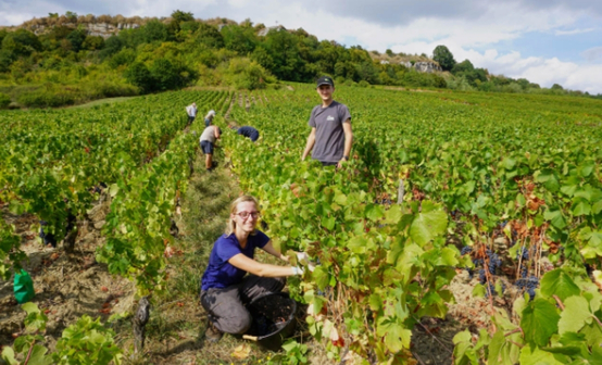 Domaine Nicolas